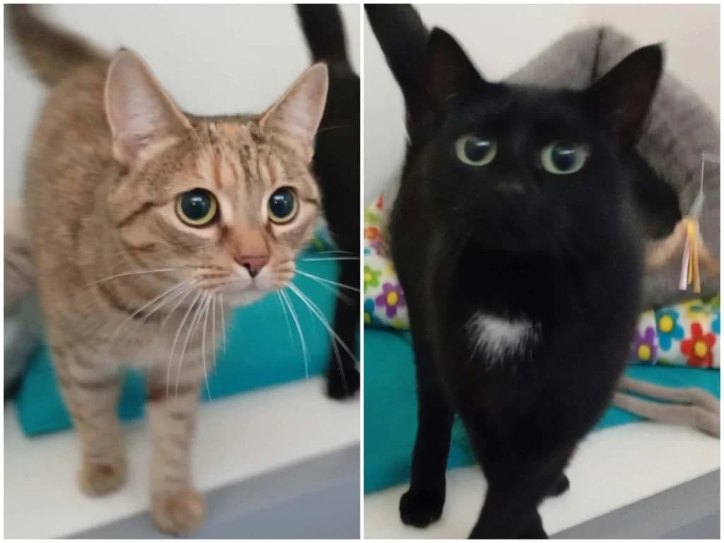 Purdy and Pepper, female 4yo mixed breed for adoption at Windyway Animal Rescue, Macclesfield