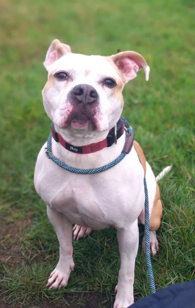 Xena, female 4yo Staffordshire Bull Terrier for adoption at Windyway Animal Rescue, Macclesfield