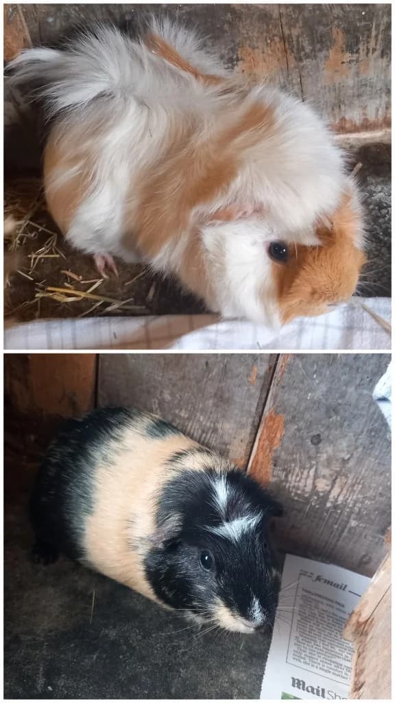 Marley and Otis, male young Guinea Pig for adoption at Windyway Animal Rescue, Macclesfield