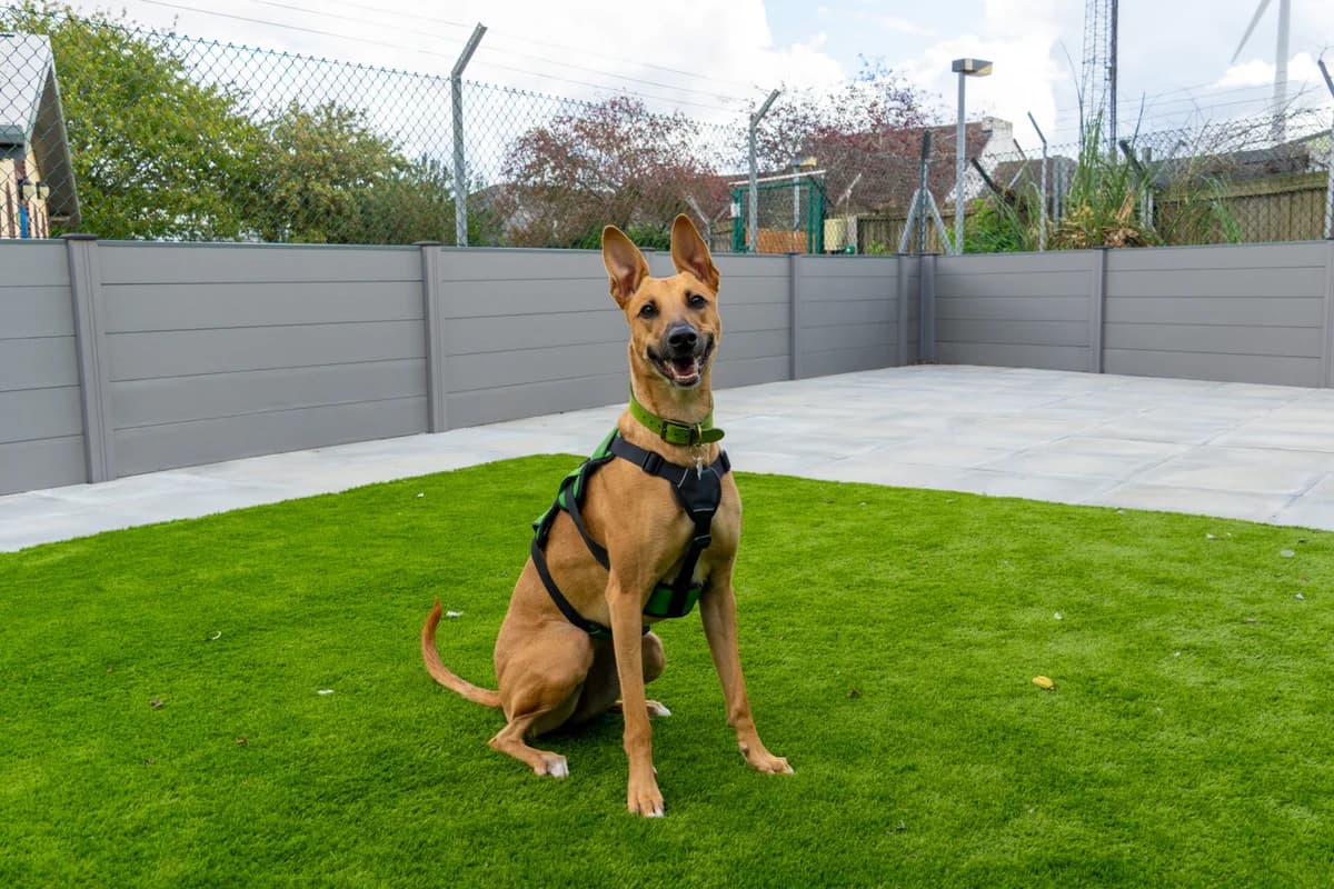 Angel, female young Lurcher for adoption at Wood Green, London