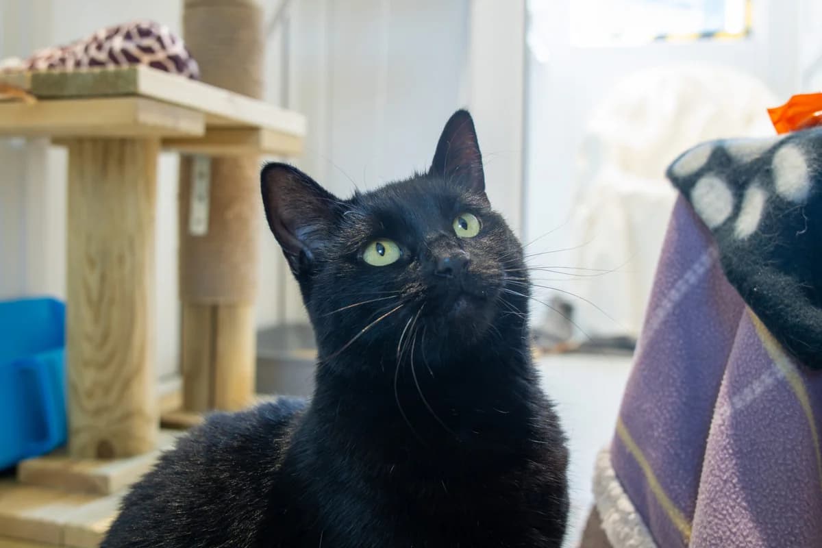 Bella, Mixed Breed Cat for adoption at Wood Green, London