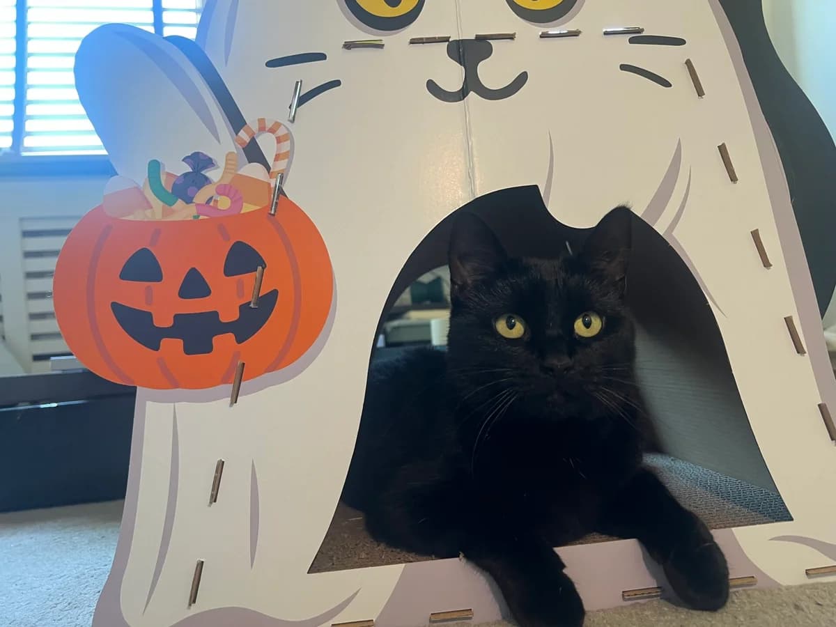 Bella, female 5yo Mixed Breed Cat for adoption at Wood Green, London