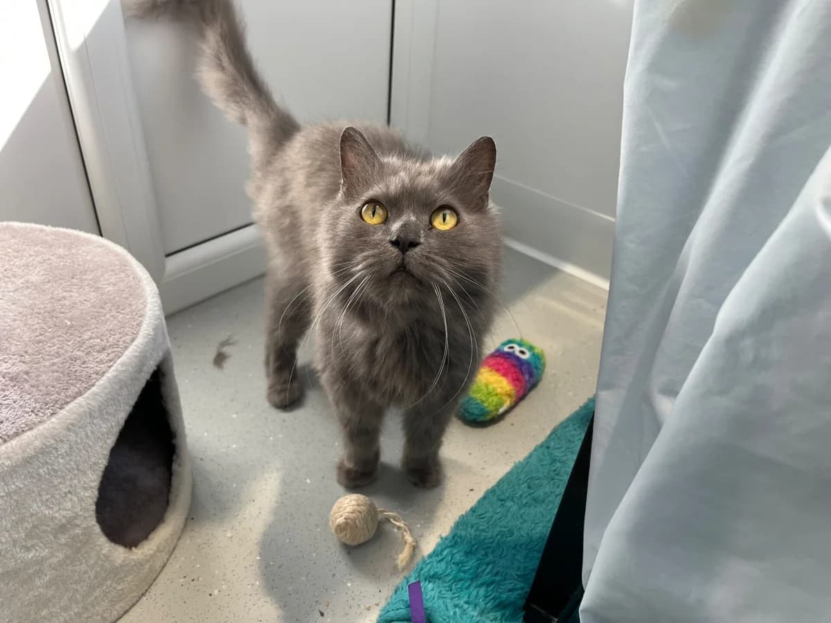 Belle, female senior Mixed Breed Cat for adoption at Wood Green, London