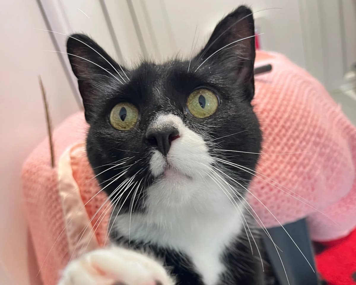 Bertie, male senior Mixed Breed Cat for adoption at Wood Green, London