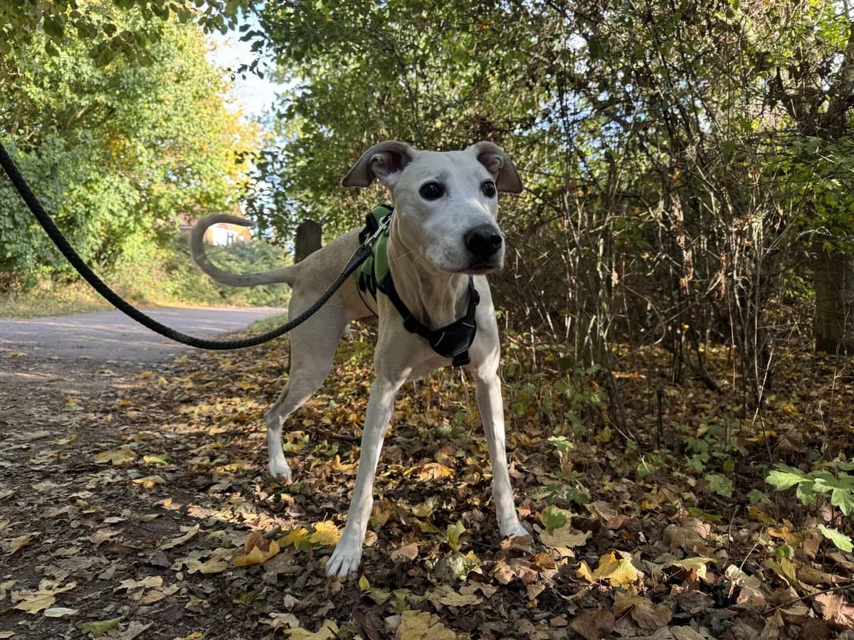 Blade, male senior Lurcher for adoption at Wood Green, London