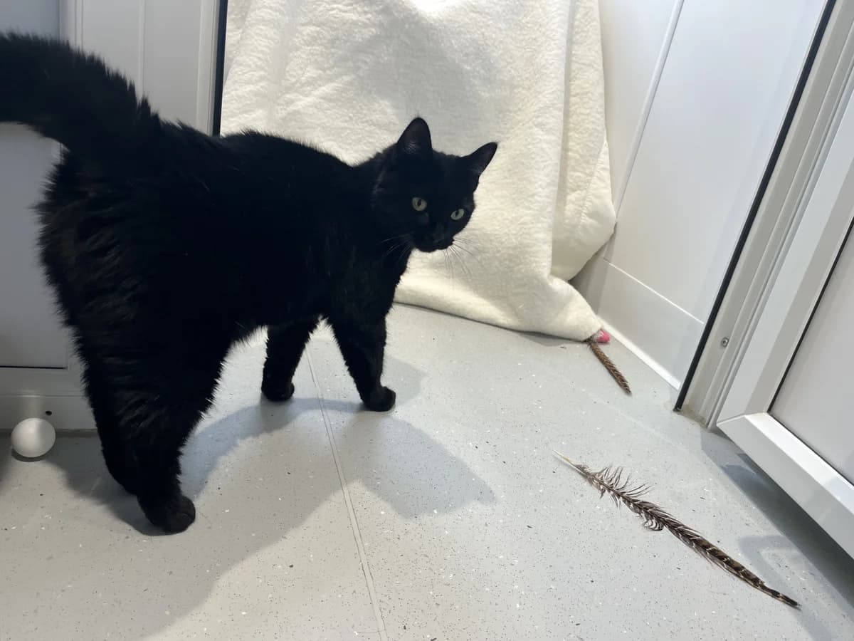 Bootsy, female 3yo Mixed Breed Cat for adoption at Wood Green, London
