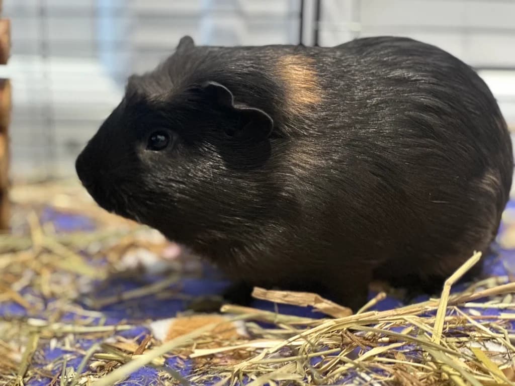 Bruschetta and Mozzarella, male puppy mixed breed for adoption at Woodgreen Pets Charity