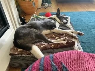 Calli, female senior Border Collie for adoption at Wood Green, London