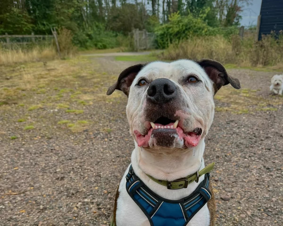Carlo, male 6yo Staffordshire Bull Terrier for adoption at Wood Green, London