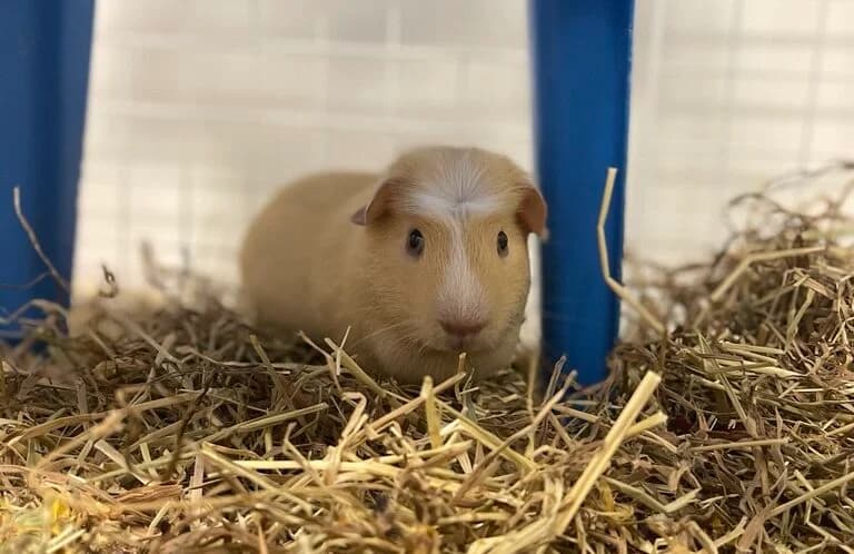 Charlie, male puppy mixed breed for adoption at Woodgreen Pets Charity