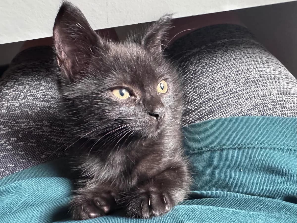 Chipolata, male puppy Mixed Breed Cat for adoption at Wood Green, London