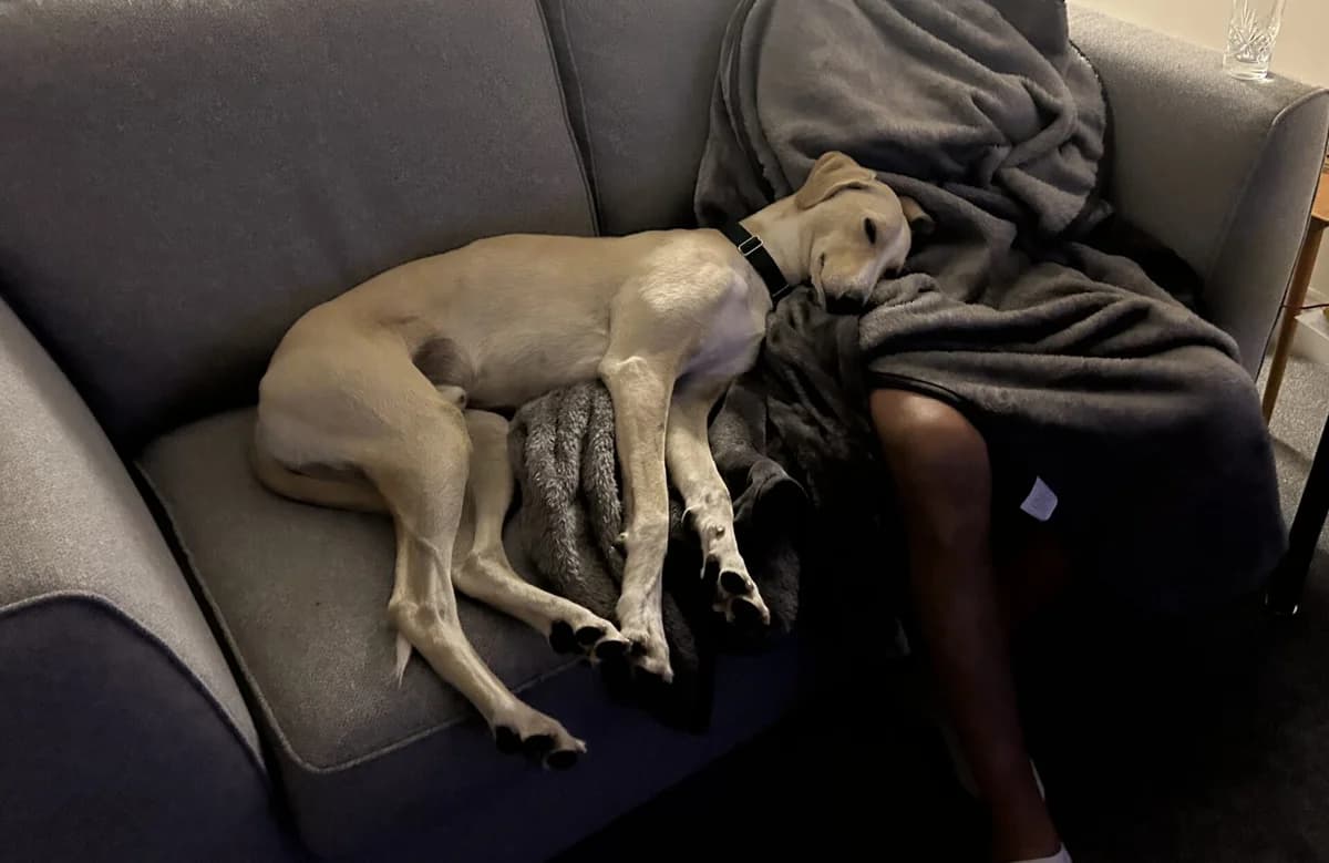 Chips, male young Lurcher for adoption at Wood Green, London