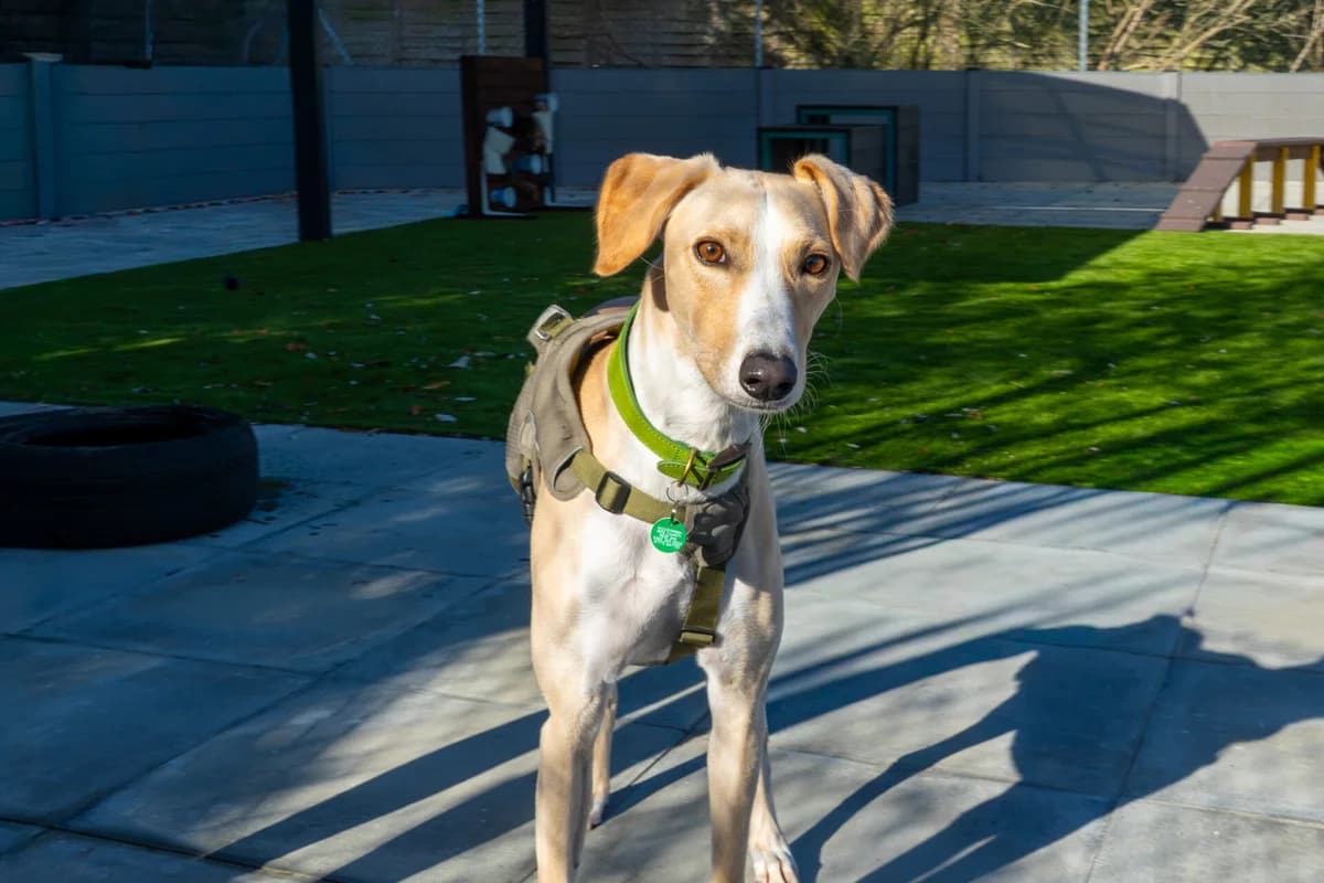 Chips, male young Lurcher for adoption at Wood Green, London