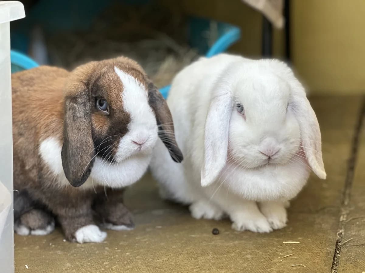 Coco and Hazel, female young mixed breed for adoption at Woodgreen Pets Charity