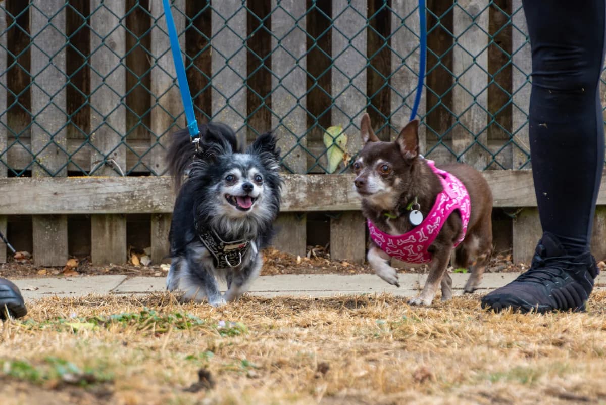 Coco and Magic, female senior Chihuahua for adoption at Wood Green, London