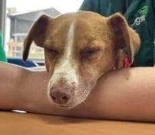 Cruze, male 5yo mixed breed for adoption at Wood Green, London