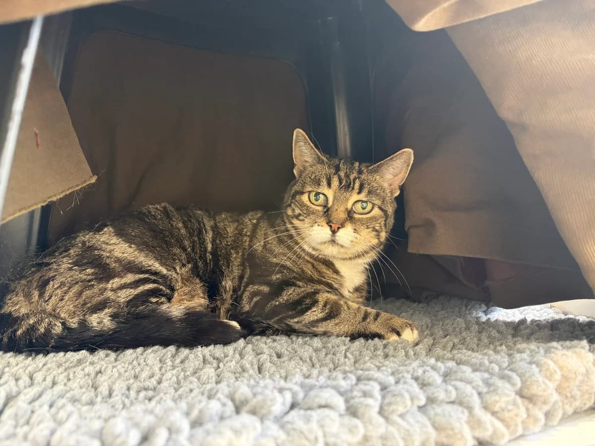 Daisy, female senior Mixed Breed Cat for adoption at Wood Green, London
