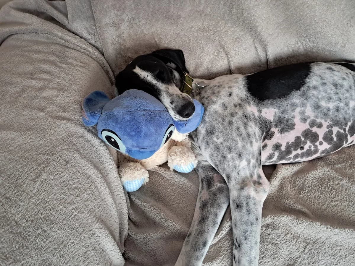 Daphne, female 3yo Lurcher for adoption at Wood Green, London