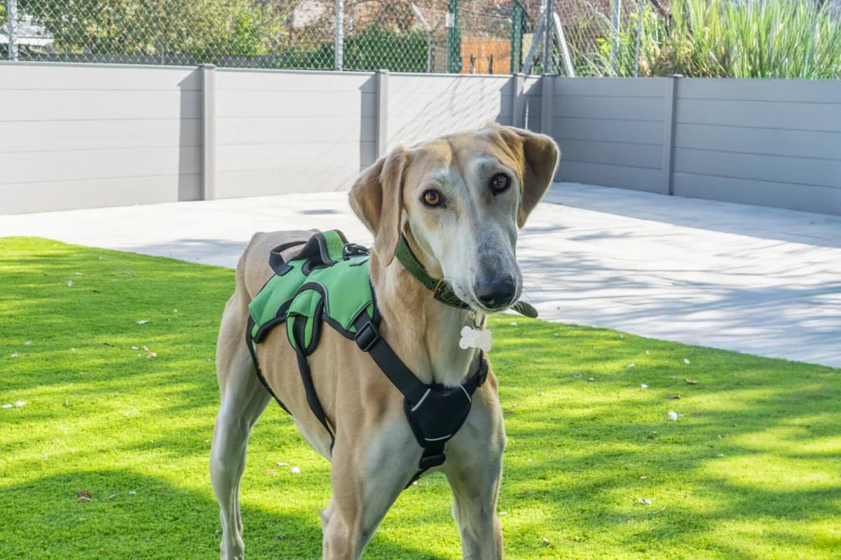 Desmond, male young Lurcher for adoption at Wood Green, London