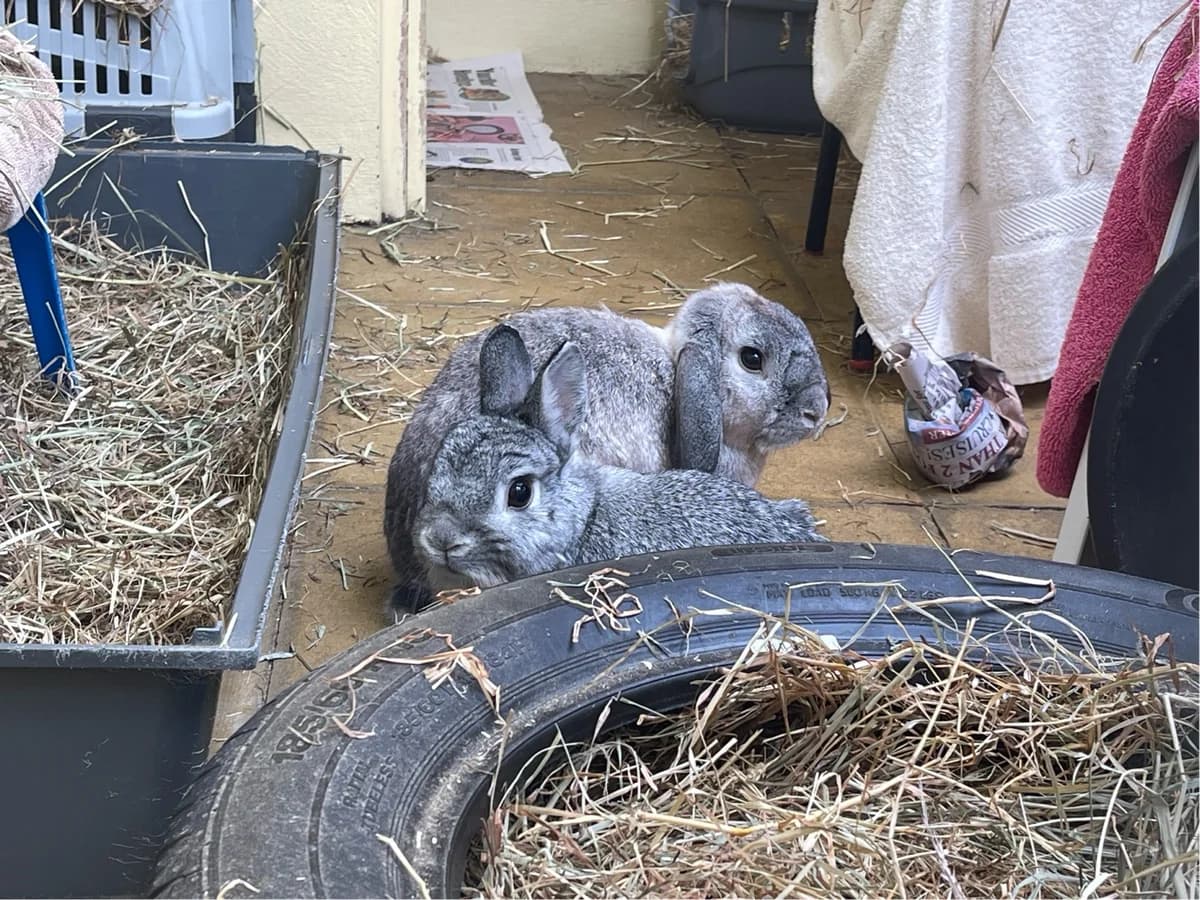 Dobby and Evie, male 4yo mixed breed for adoption at Woodgreen Pets Charity