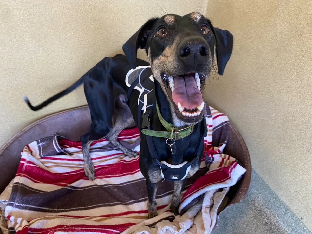 Dr Doof, male young Lurcher for adoption at Wood Green, London