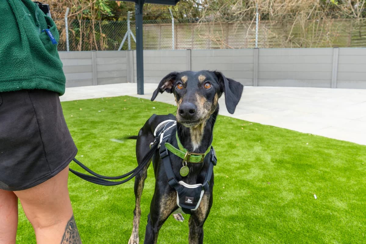Dr Doof, male young Lurcher for adoption at Woodgreen Pets Charity