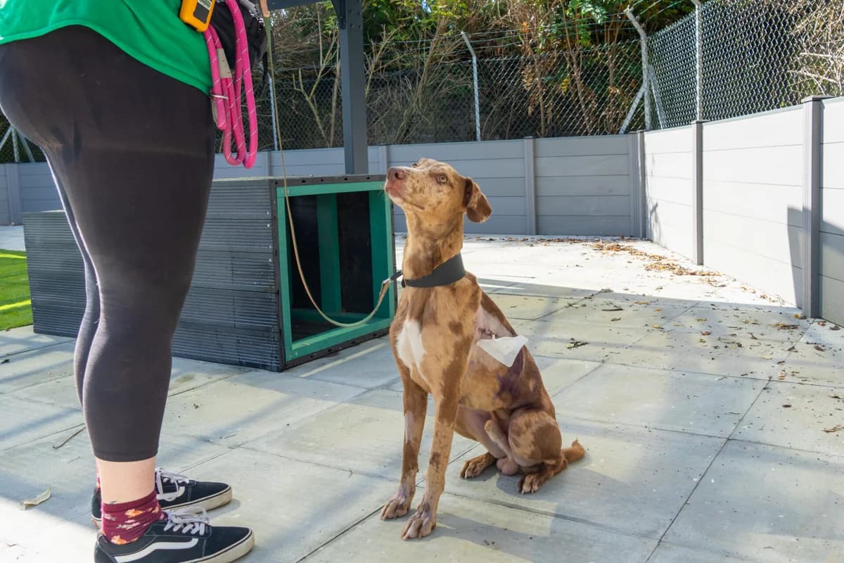 Earl, male young Lurcher for adoption at Wood Green, London