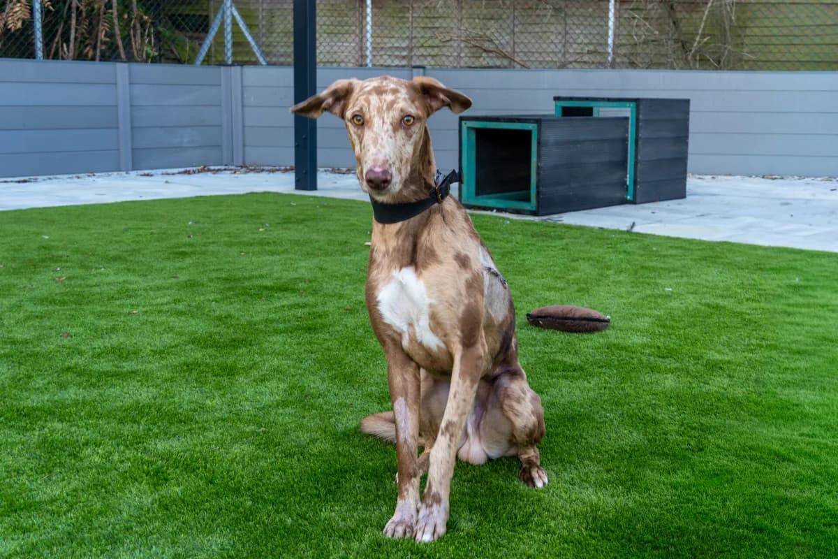 Earl, male young Lurcher for adoption at Woodgreen Pets Charity