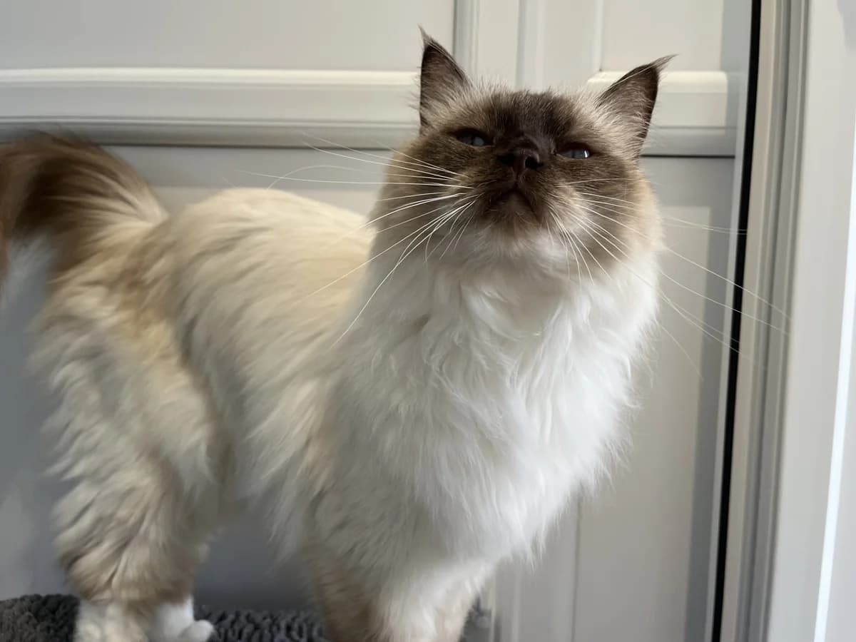 Elsa, female 5yo Ragdoll for adoption at Wood Green, London