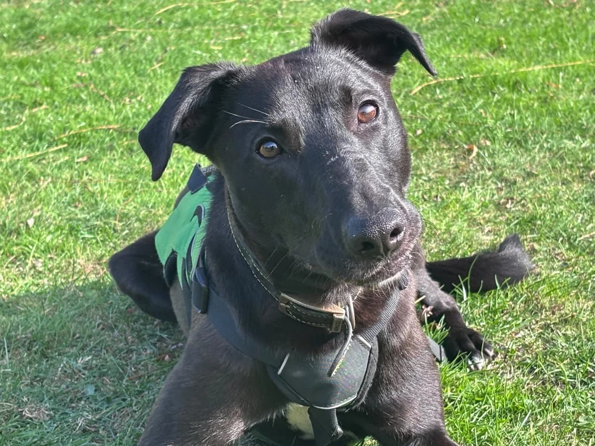 Ferb, male puppy Lurcher for adoption at Wood Green, London