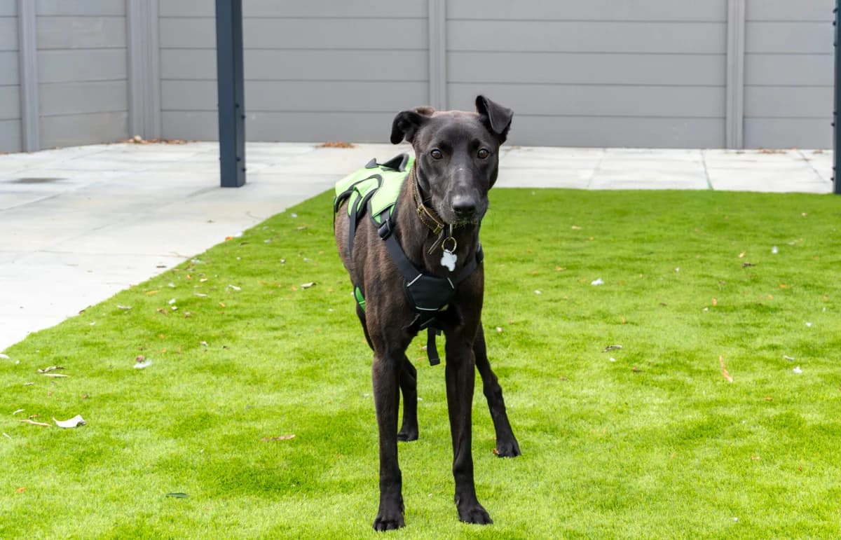 Ferb, male puppy mixed breed for adoption at Woodgreen Pets Charity