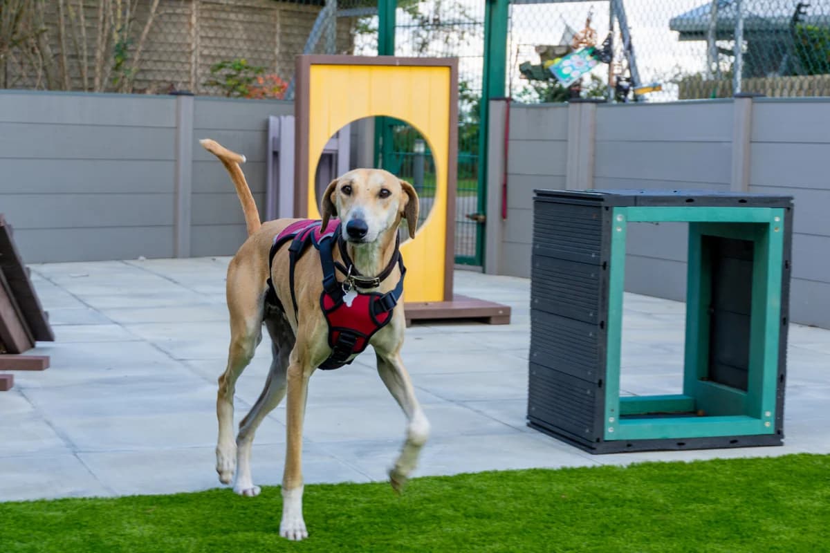 Fiji, male young mixed breed for adoption at Woodgreen Pets Charity
