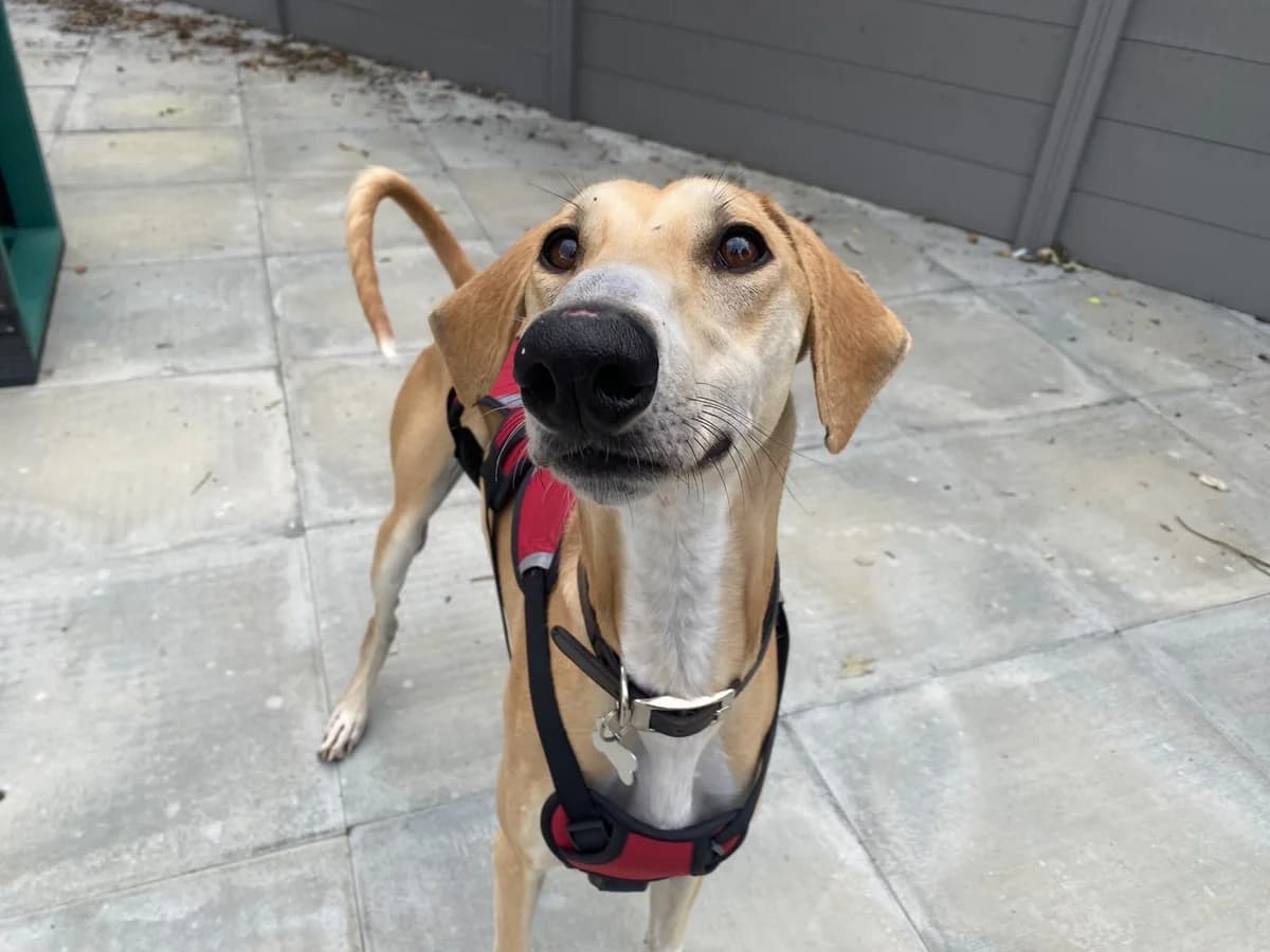 Fiji, male young Lurcher for adoption at Wood Green, London
