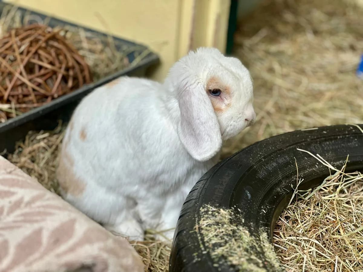 Fluff, male young Lop Rabbit for adoption at Woodgreen Pets Charity