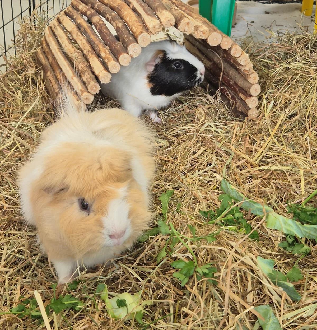 Fred and Scruff, male young mixed breed for adoption at Woodgreen Pets Charity