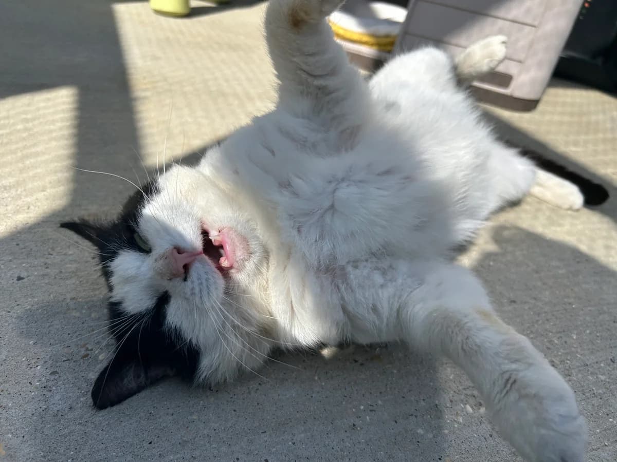 George, male 5yo Mixed Breed Cat for adoption at Wood Green, London