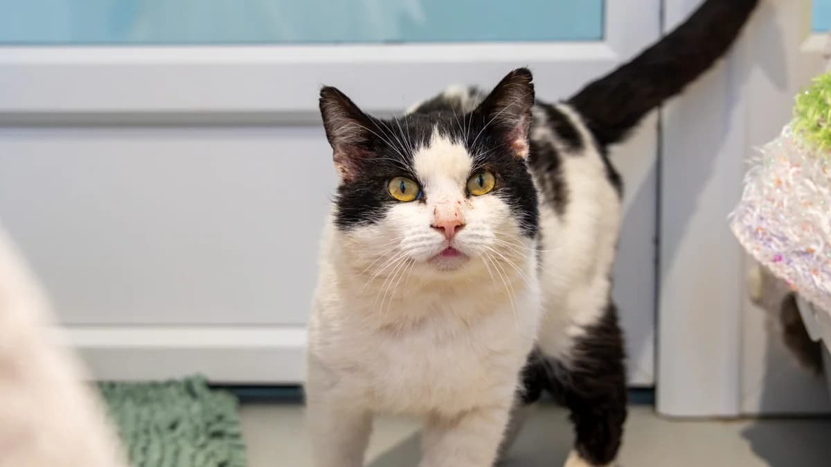 George, male 5yo Mixed Breed Cat for adoption at Wood Green, London