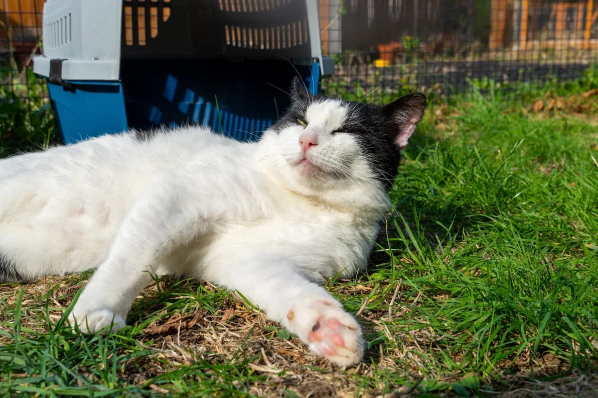 George, male 5yo Mixed Breed Cat for adoption at Wood Green, London
