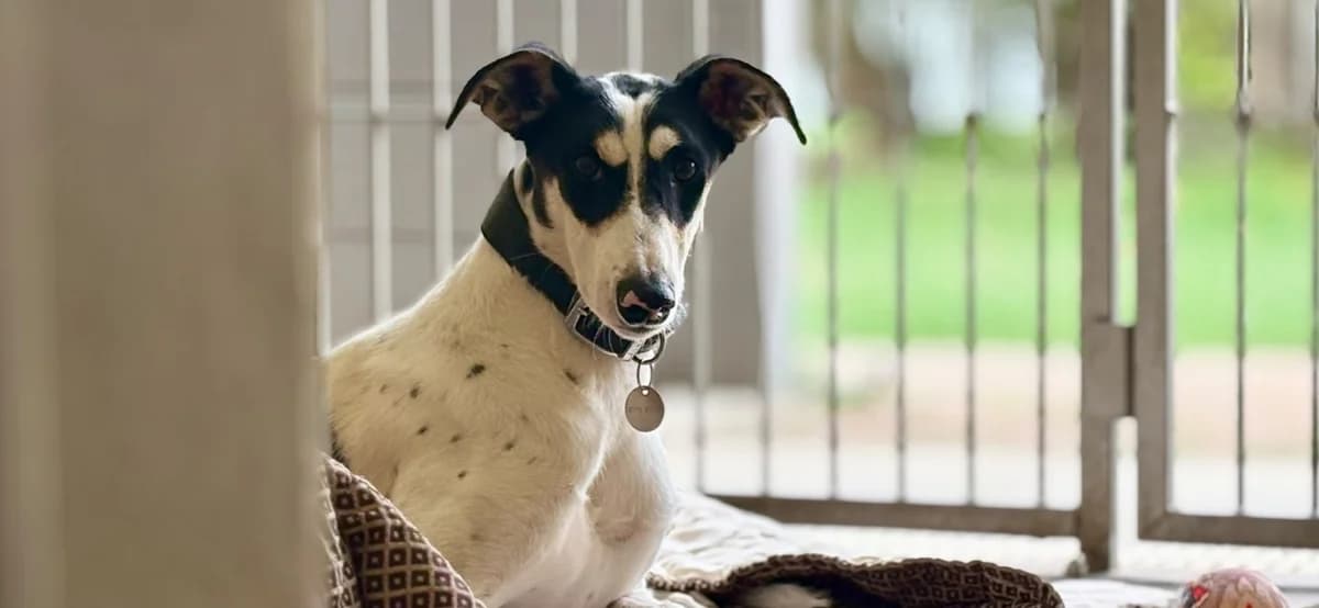 Gomez, male young Lurcher for adoption at Wood Green, London