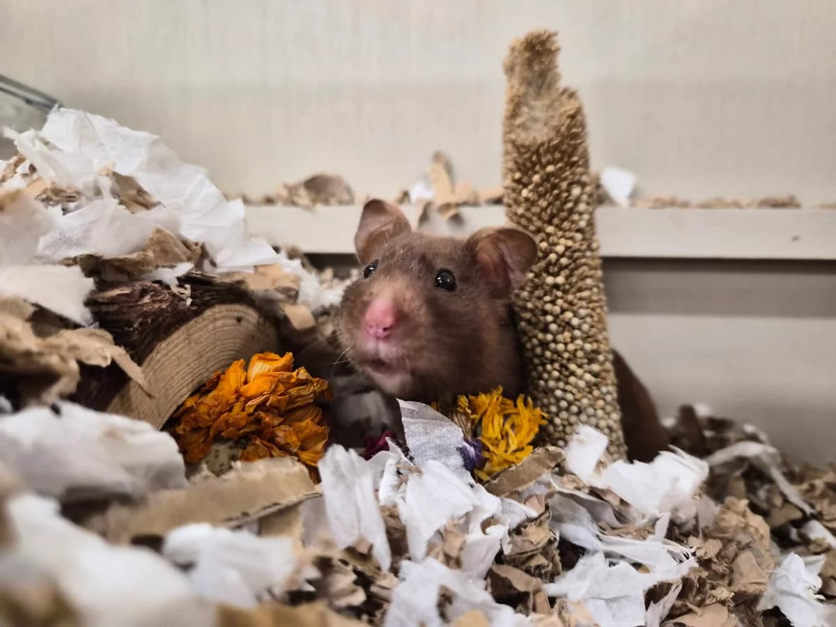 Hammy, female young Syrian Hamster for adoption at Woodgreen Pets Charity