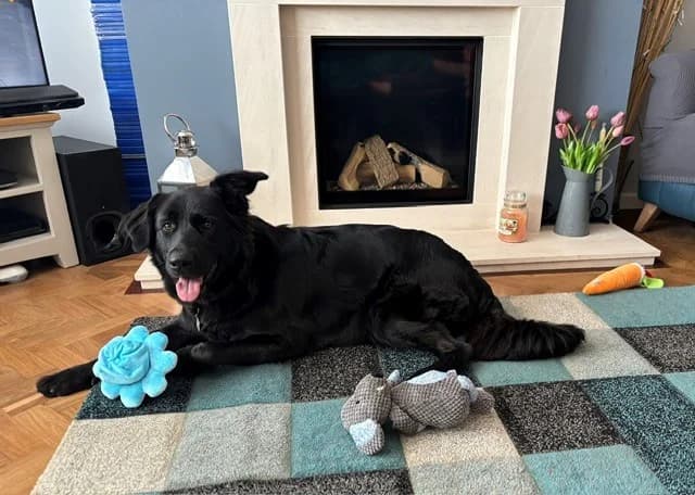 Hera, female young mixed breed for adoption at Wood Green, London
