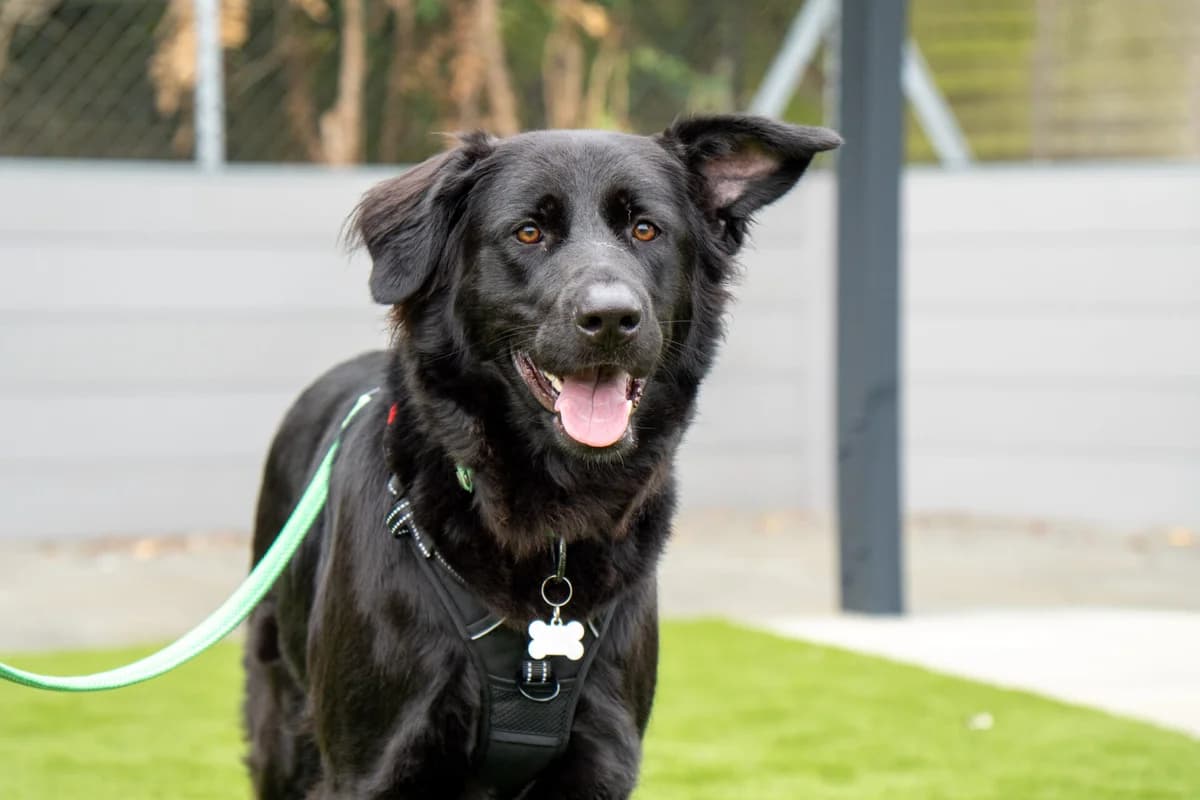 Hera, female young mixed breed for adoption at Woodgreen Pets Charity