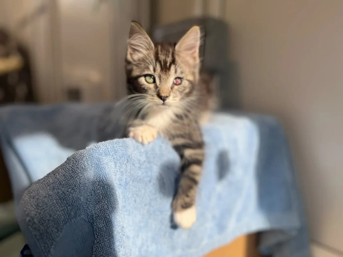 Hoggle, male Mixed Breed Cat for adoption at Wood Green, London