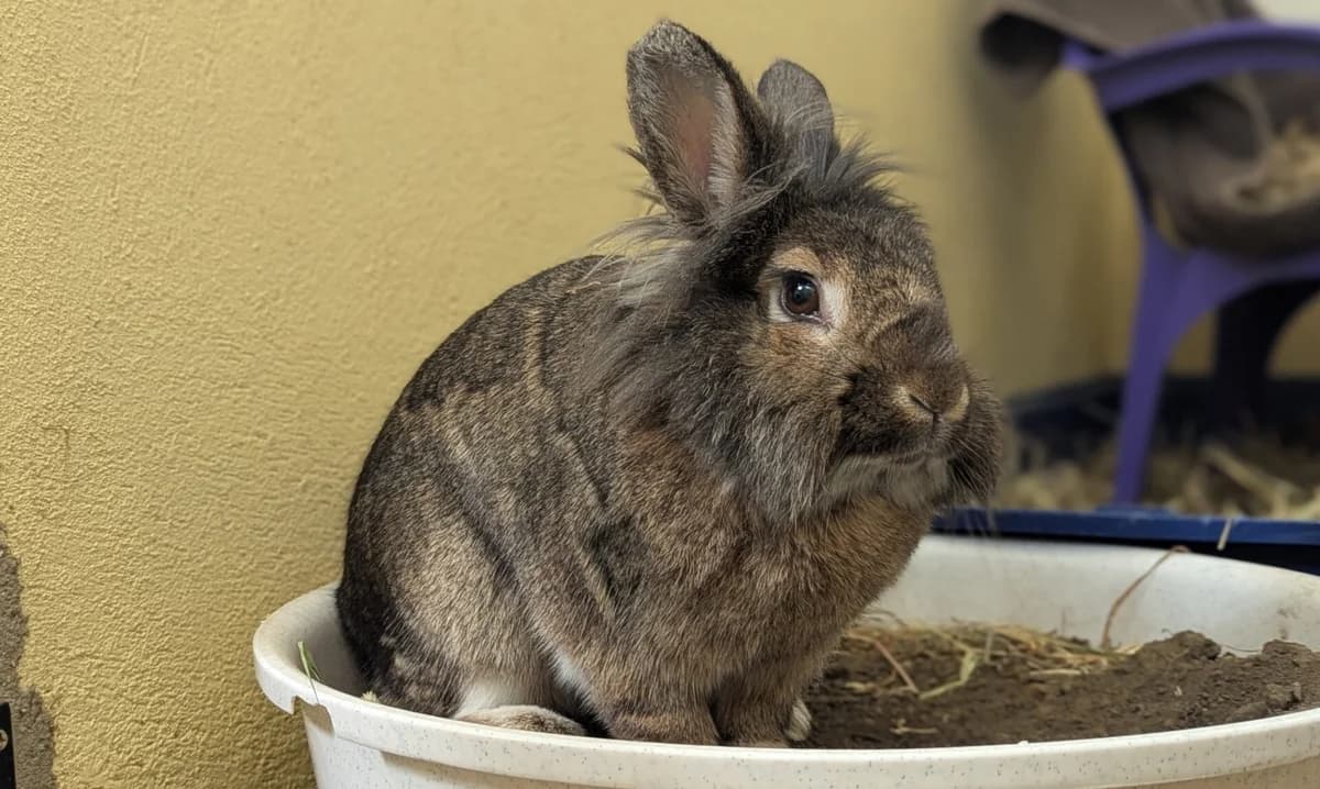 Hope, female 6yo mixed breed for adoption at Woodgreen Pets Charity