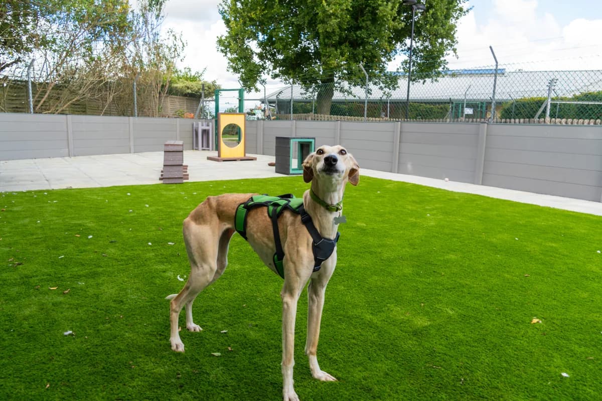 Isabella, female 4yo Lurcher for adoption at Wood Green, London