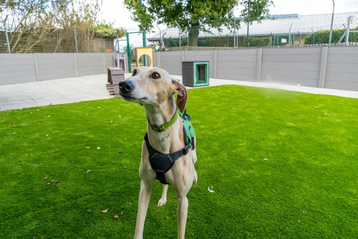 Isabella, female 4yo Lurcher for adoption at Woodgreen Pets Charity