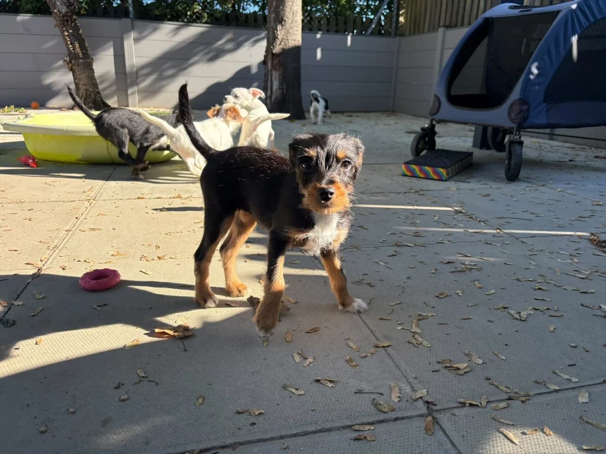Jinx and Potion, male puppy mixed breed for adoption at Wood Green, London