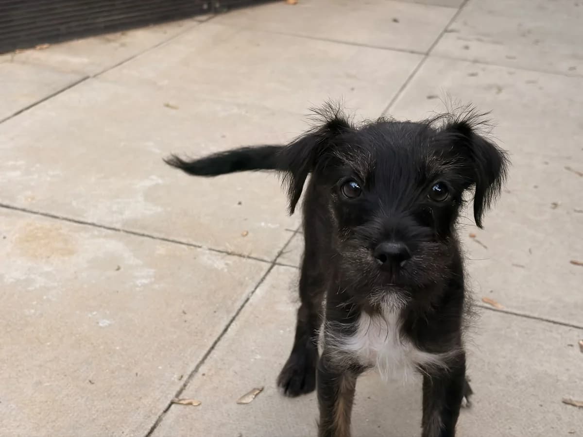 Jinx and Potion, male puppy mixed breed for adoption at Wood Green, London