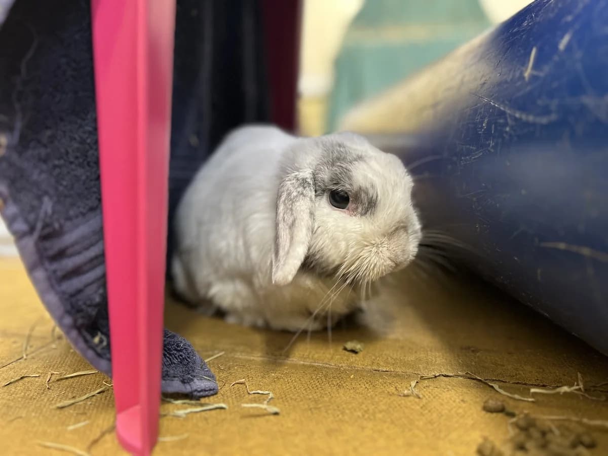 Loki and Marshmallow, male senior mixed breed for adoption at Woodgreen Pets Charity