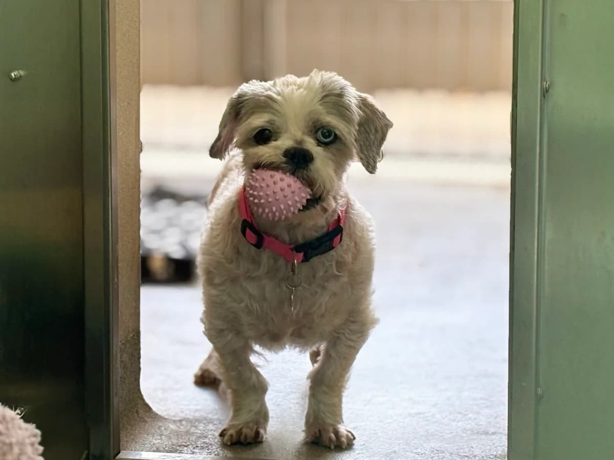 Luda, male 4yo mixed breed for adoption at Wood Green, London